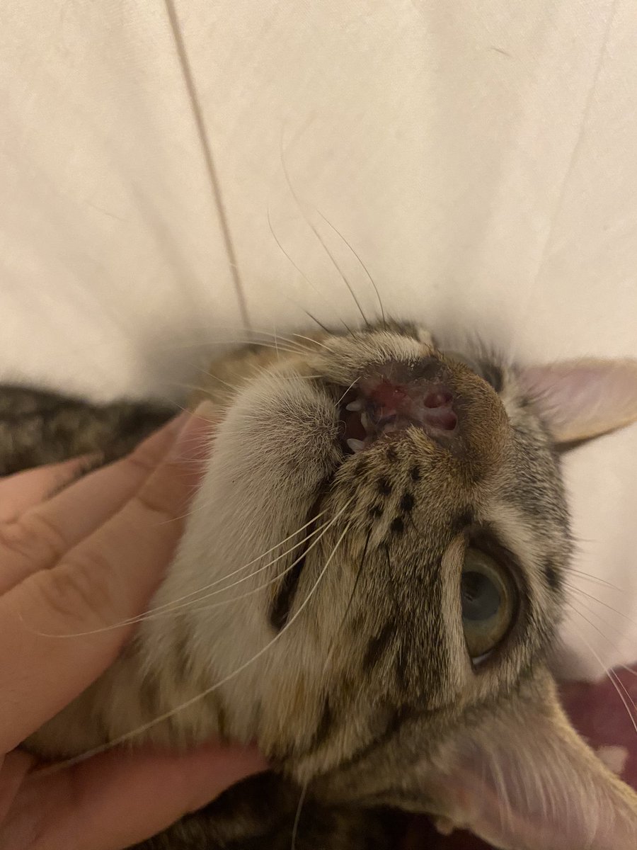 somamics_cat's tweet photo. ¿Nos ayudas con los gastos de Luna y otros gatitos de la asociación? 

➡️lista de deseos de amazon: https://t.co/tUtVQy8omc

➡️paypal: https://t.co/8nEMHJvshP

➡️teaming: https://t.co/FIfqNSmgzD

➡️número de cuenta: ES6800730100500506104788 https://t.co/pzUWyvRgBZ