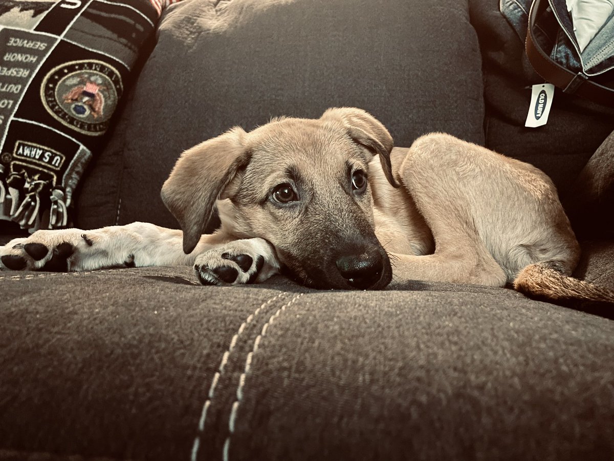 Wink2Lynn's tweet photo. Day 1 of tweeting @BreatheCarolina @ohheytommy @davidlovesit  asking them to write my best friend a card for her birthday October 26th. I made a whole ass Twitter for this. Pic of my cute dog to bribe. https://t.co/pesiKAeFe7