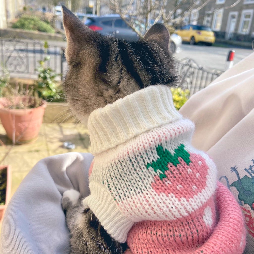 BlossomyBri's tweet photo. Strawberry kitten sweater 🍓✨ https://t.co/8rv7LeLu36
