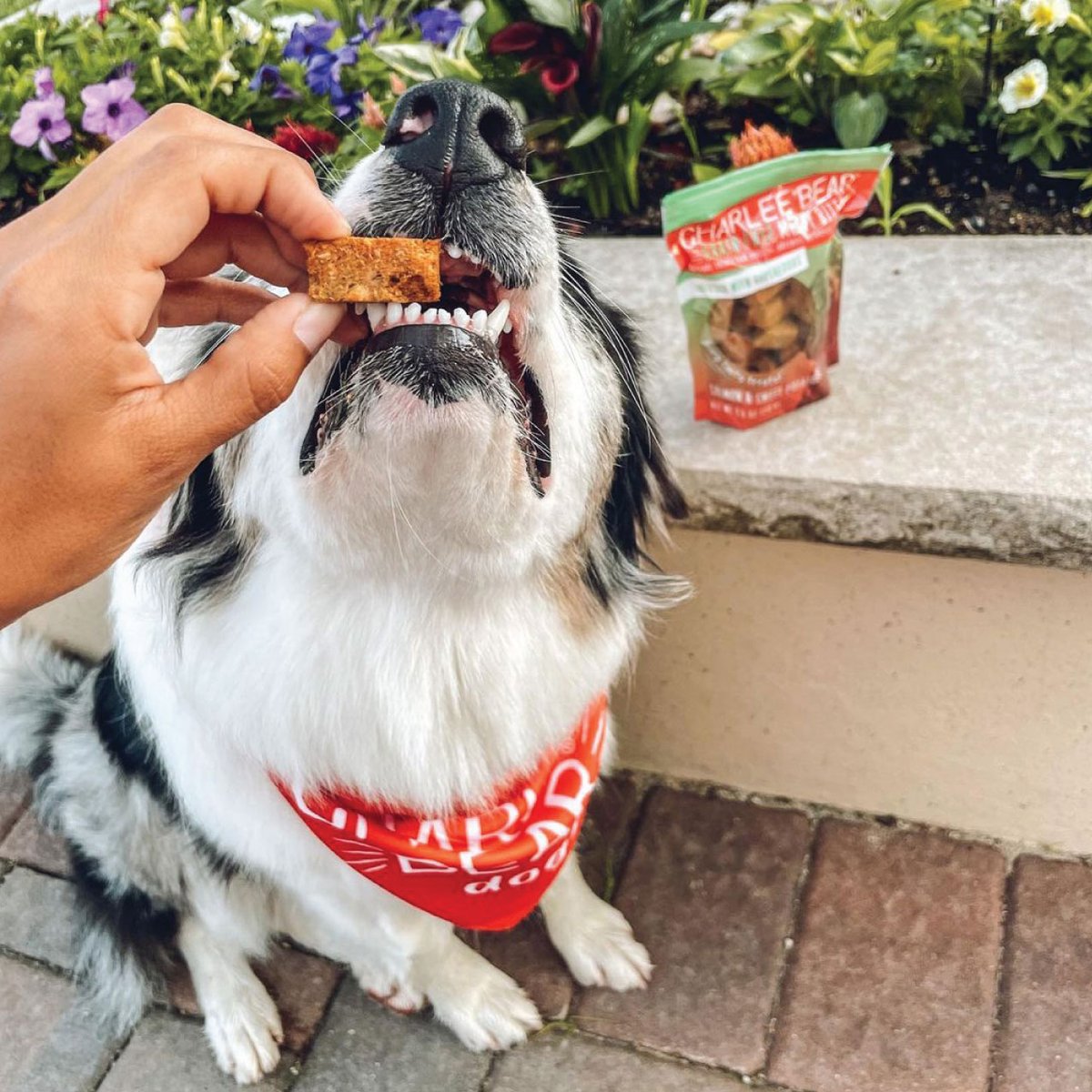 When you can’t get to the Meaty Bites fast enough….🤤🤤🤤
“Duuun dun duuun dun dun dun dun… #𝕁𝔸𝕎𝕊 🦈 coming in hot for these treatos.”
📷: @luna_bella_thejerseygirlaussie #aussie #aussiedog #australianshepherd #charleebear #dog