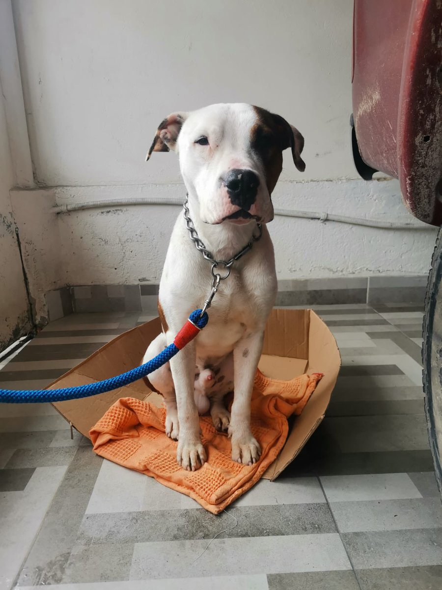 Nunca encontré a mis papás, y la persona que me rescató ya no me puede tener. Busco papás que me adopten y me den amor ❤️