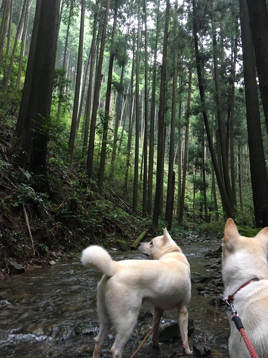 BunkaCyoBakkas's tweet photo. dog walk in the morning. https://t.co/yLyTRlQyEM