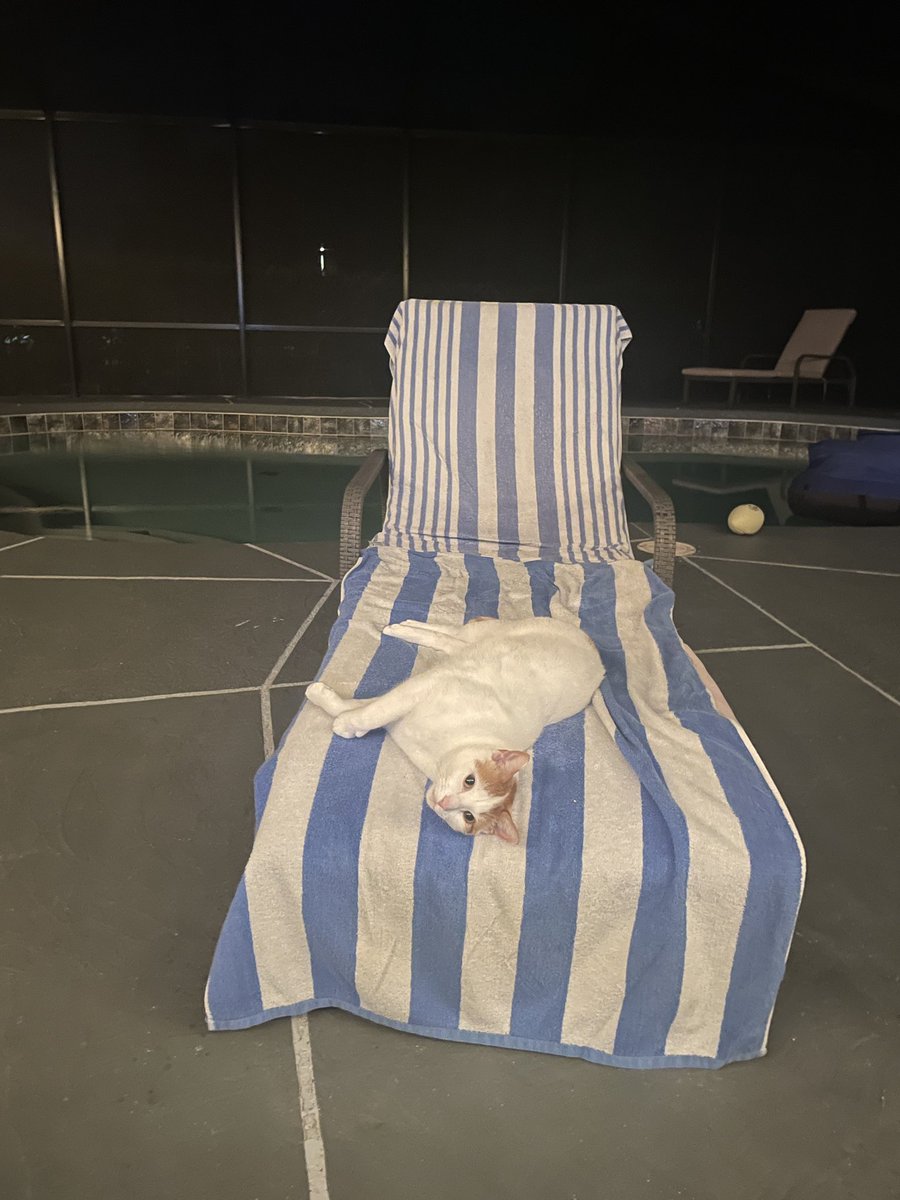 Rouebien moonbathing <a href="/UnitedSpaceCats/">United Space Cats 😻</a>