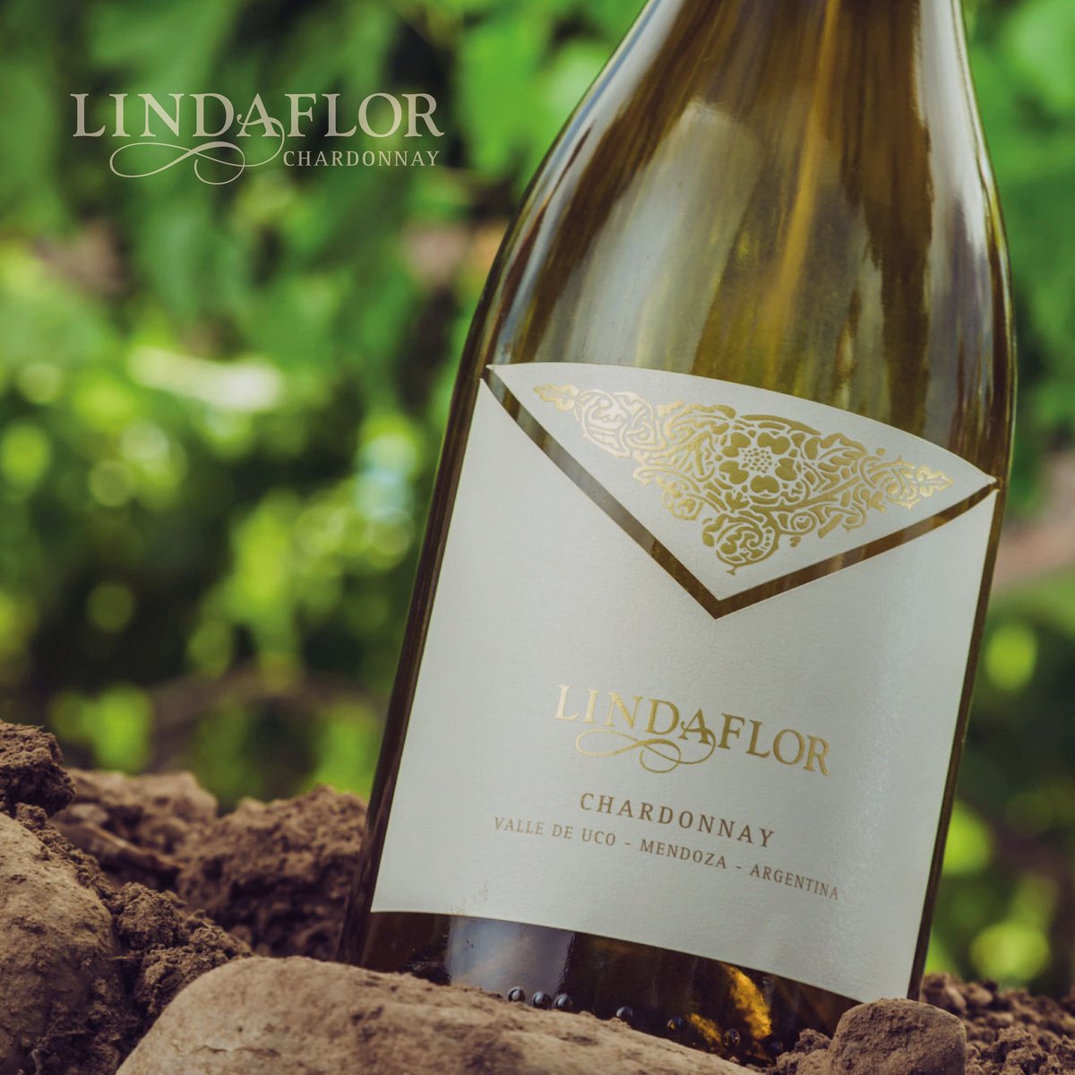 BgaMonteviejo's tweet photo. El esmero y la dedicación son el reflejo de la excelencia de este vino.
Cada decisión en la producción de #Lindaflor Chardonnay es tomada con el mayor de los compromisos y el foco es la búsqueda de la máxima calidad.
Especial para paladares que buscan elegancia y exclusividad. https://t.co/CWsktZQ3tG