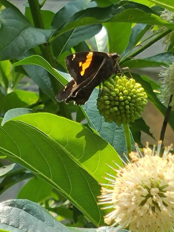 TigerissG's tweet photo. @GardeningCollie https://t.co/jVlgPNpPc8
