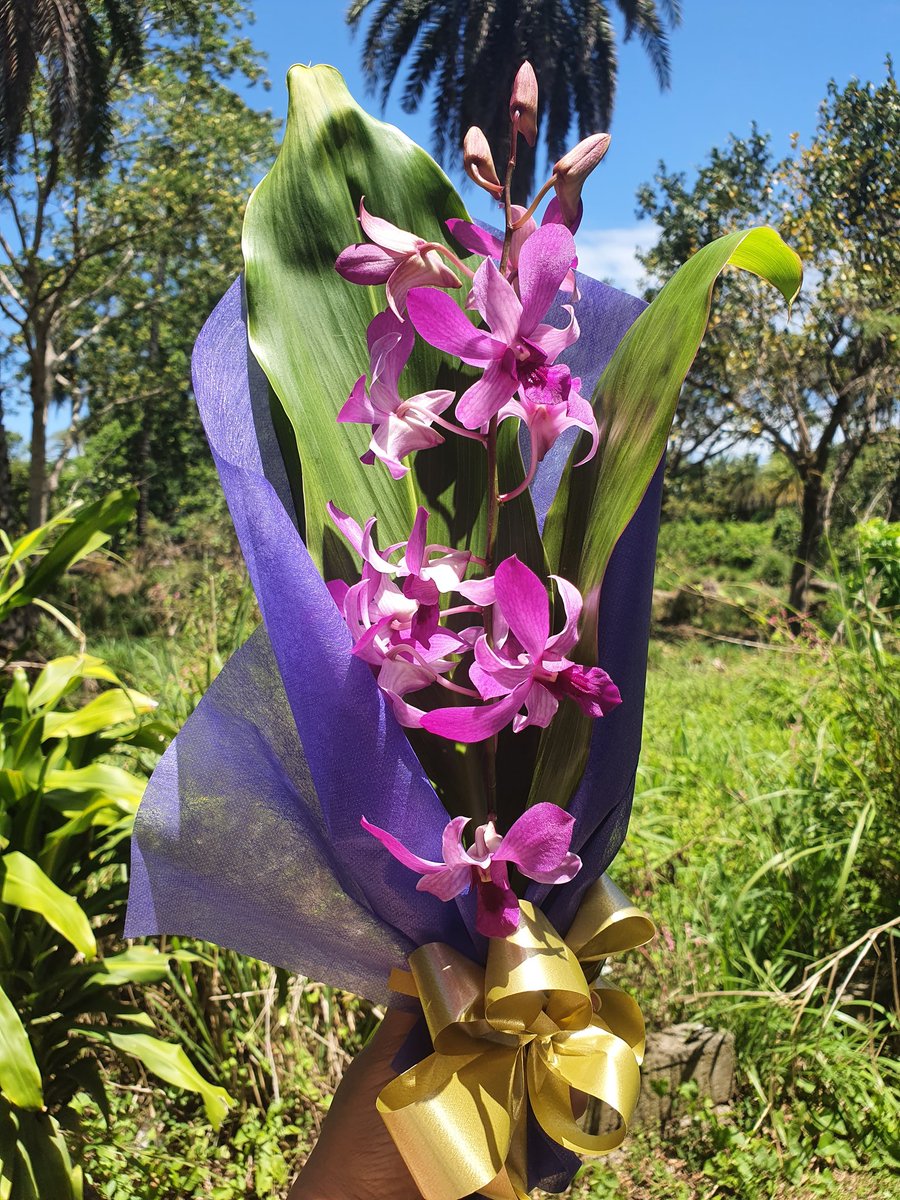 myFijiStore's tweet photo. Starting off the week with beautiful #Orchids 😍 Our Single Stem Orchid Bouquet is a lovely gift to brighten up someone's day 🎁 Find it online in our Flowers section 💐

https://t.co/bzqqDSaMH0 #Fiji https://t.co/S4StmQVIYg
