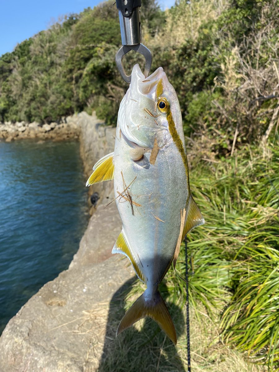 Im_Angler's tweet photo. なんとか釣れたぁ🎣💦💦💦

#ライトショアジギング
#PALMSfishing
#ザ・スメルト https://t.co/rbAoJkmVYm