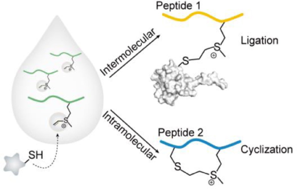 ChinChemLett's tweet photo. A bifunctional vinyl-sulfonium tethered #peptide induced by thio-Michael-type addition #reaction. #MichaelAddition @ELSchemistry
Read it: https://t.co/fNEIyQymCH https://t.co/d3t704VEff