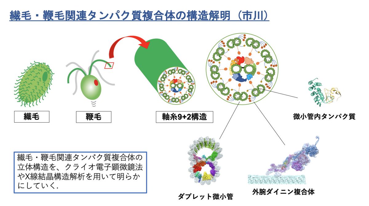 Amazon.co.jp: 構造医学解析 (1) : 吉田勧持: 本