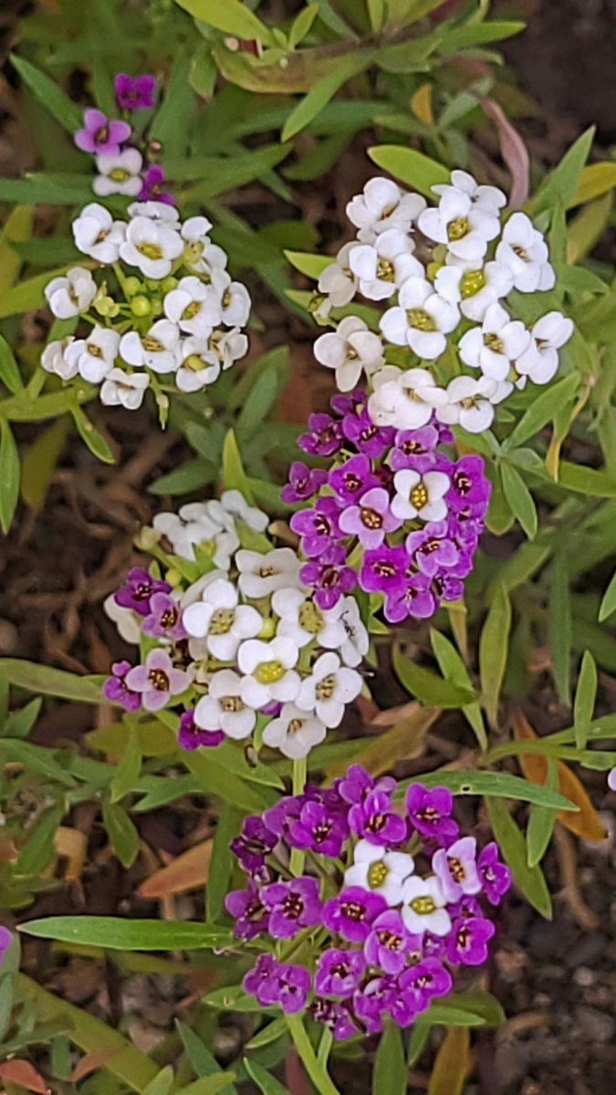 LovelyEarthS's tweet photo. The sweet alyssum smells divine and is looking beautiful, tinted in a garb of my favorite hue.
#SweetAlyssum #PurpleFlowers #WhiteFlowers #AromaticFlowers #PollinatorFlowers #LovelyEarthSociety https://t.co/dhL40mpT45
