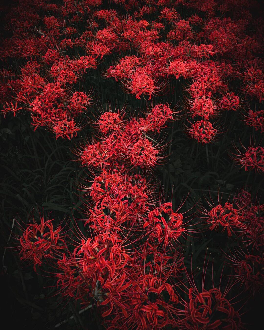 Red spider lily Stock Photos Royalty Free Red spider lily Images   Depositphotos