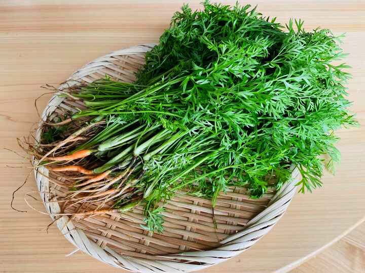 ◇◆人参間引き菜の七変化🥕part.1◆◇

人参の葉は、根の部分より◎倍も
栄養価が高いって知ってました？

詳しくはInstagramから😊
👇
bit.ly/3kIGHMf

#醗酵の時間 #発酵食品 #麹 #麹生活 #時短レシピ #腸活 #人参の葉レシピ #節約レシピ #醗酵 #料理好きな人と繋がりたい