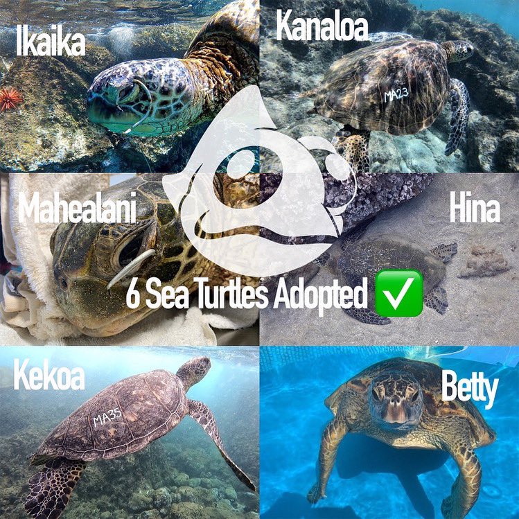 Chillnchameleon's tweet photo. Adopted 6 honu! AKA Sea turtles today!! Big Shoutout to the Marine Institute at the Maui Ocean Center for rescuing, rehabilitating and returning these amazing individuals ! https://t.co/yUeN1DFFHb