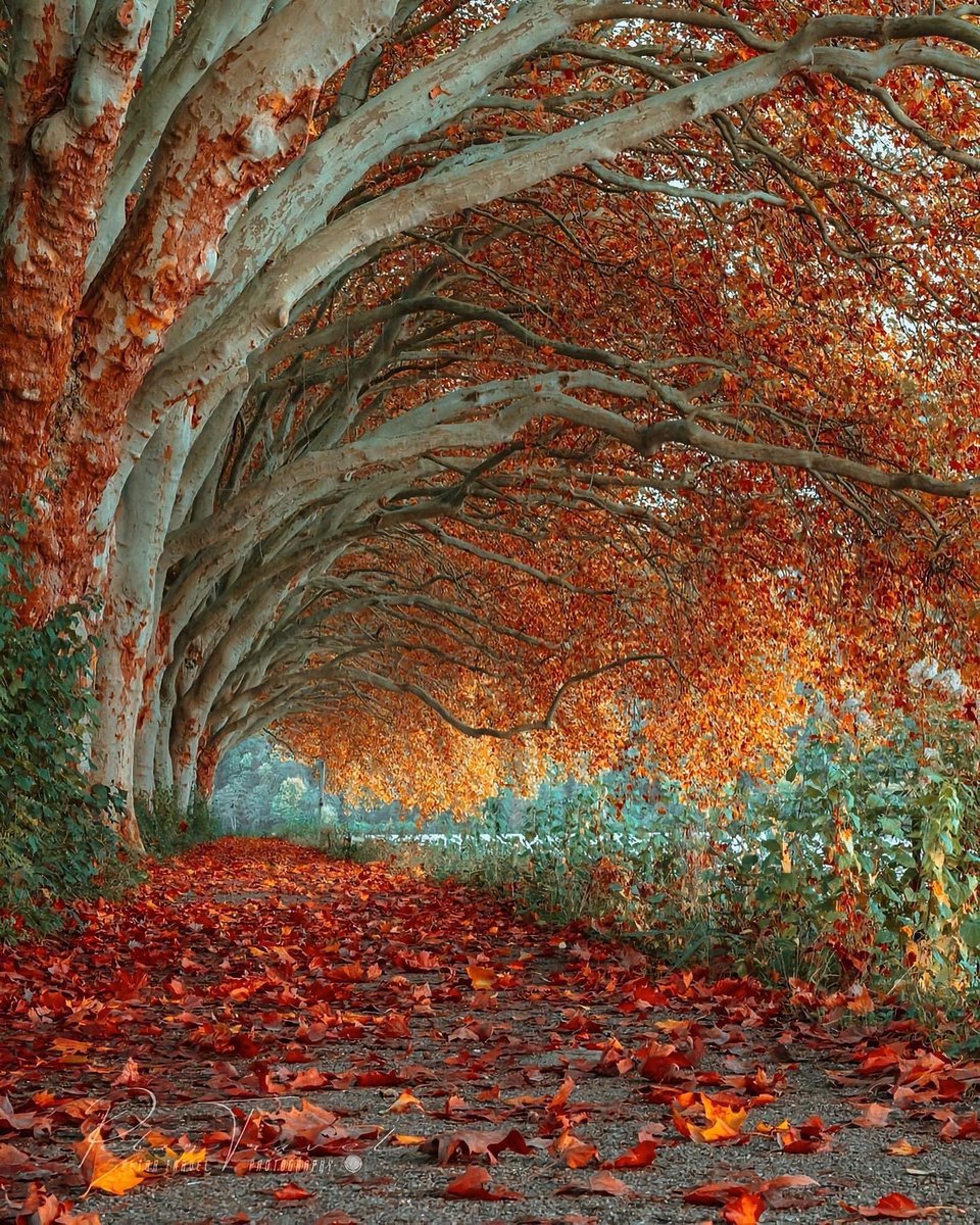 Michellase's tweet image. Autumn in Germany.