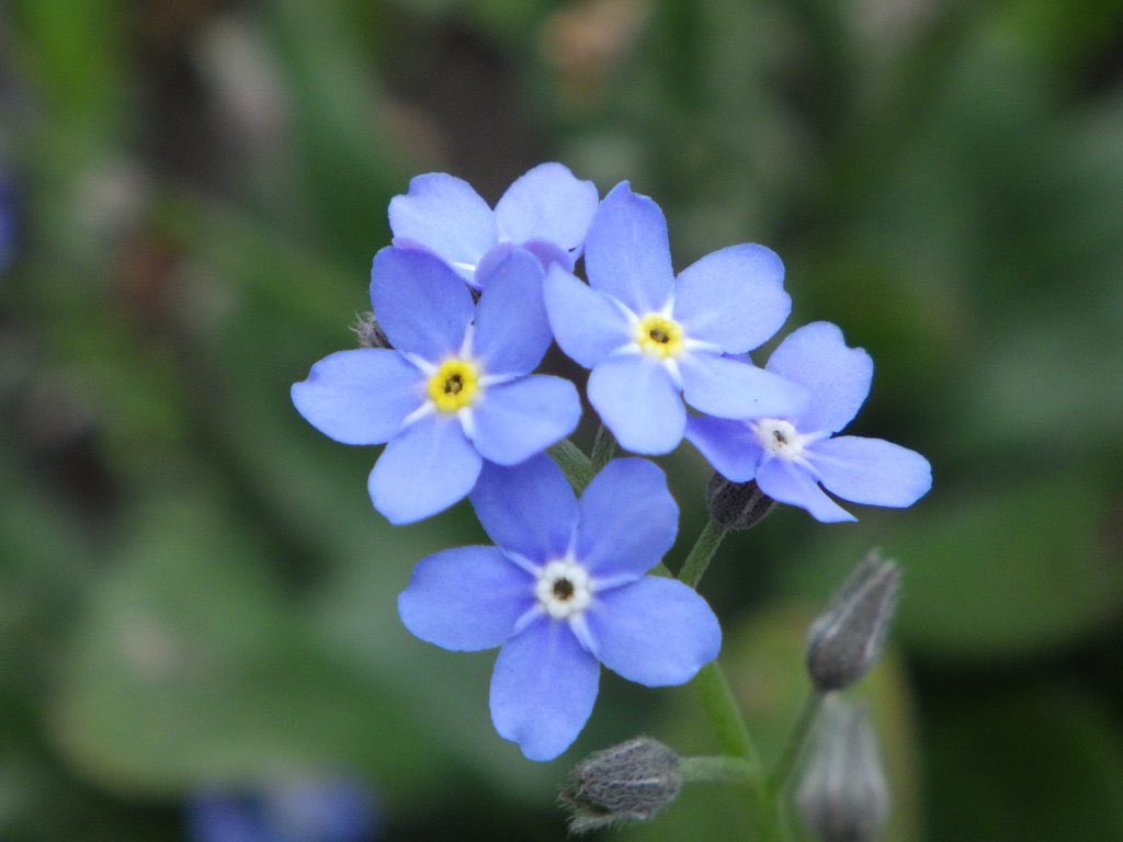 まーくん 快晴 散歩しています 尾崎豊さんを聴きながら 昨日 Tvで息子さんが出てました 朝散歩 尾崎豊 さん 勿忘草 T Co Kybhfvfhea Twitter