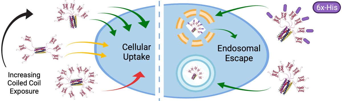 JCRnEDITORS's tweet photo. Coiled coil exposure and histidine tags drive function of an intracellular protein drug carrier.
| Julie A. Champion @GeorgiaTech |
#histidinetag #intracellulardelivery #proteindelivery 
https://t.co/DqrUQpK0Cs https://t.co/S0T7XXHeVV