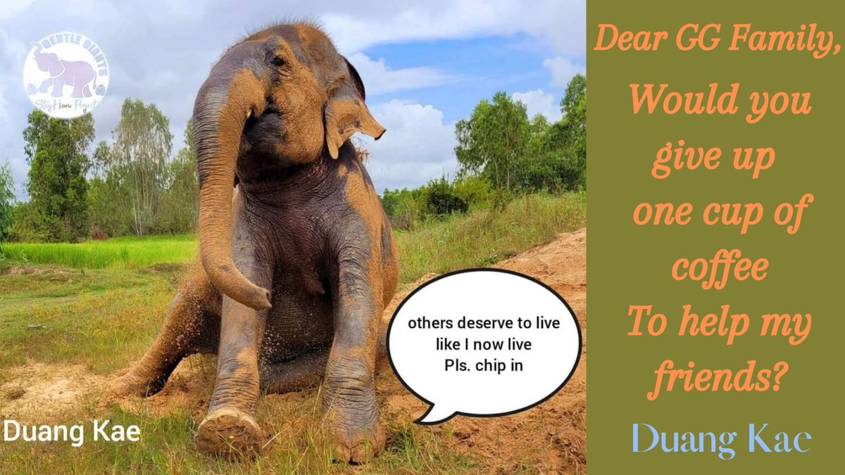 GentleNon's tweet photo. ‼️URGENT‼️ We are drifting further &amp; further away from the dream of winning the $6k USD grant, we are becoming very anxious as we know what this means. If at least 1,500 of us chip in $5 (5 votes) we can regain 1st &amp; our dream to help other gentle ones🙏🐘 https://t.co/8ftf8BFcm6 https://t.co/bSjOmeoXTS