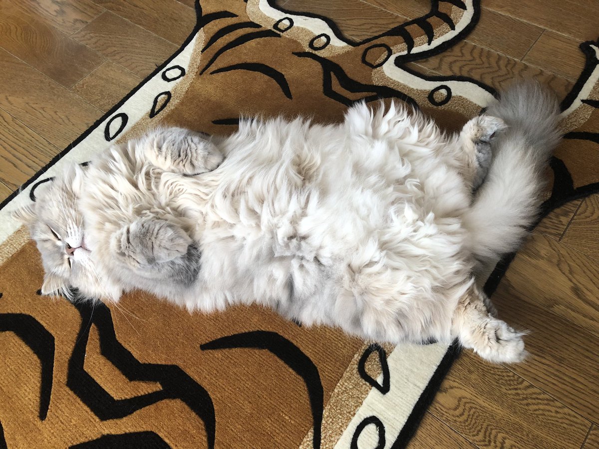aihop's tweet photo. すっごい寝てる。
#slowtiger
#チベタンタイガー
#サイベリアン
#ロシア娘
#猫をTLに流しちゃおう
#猫好きさんと繋がりたい https://t.co/aHQifXlGqI