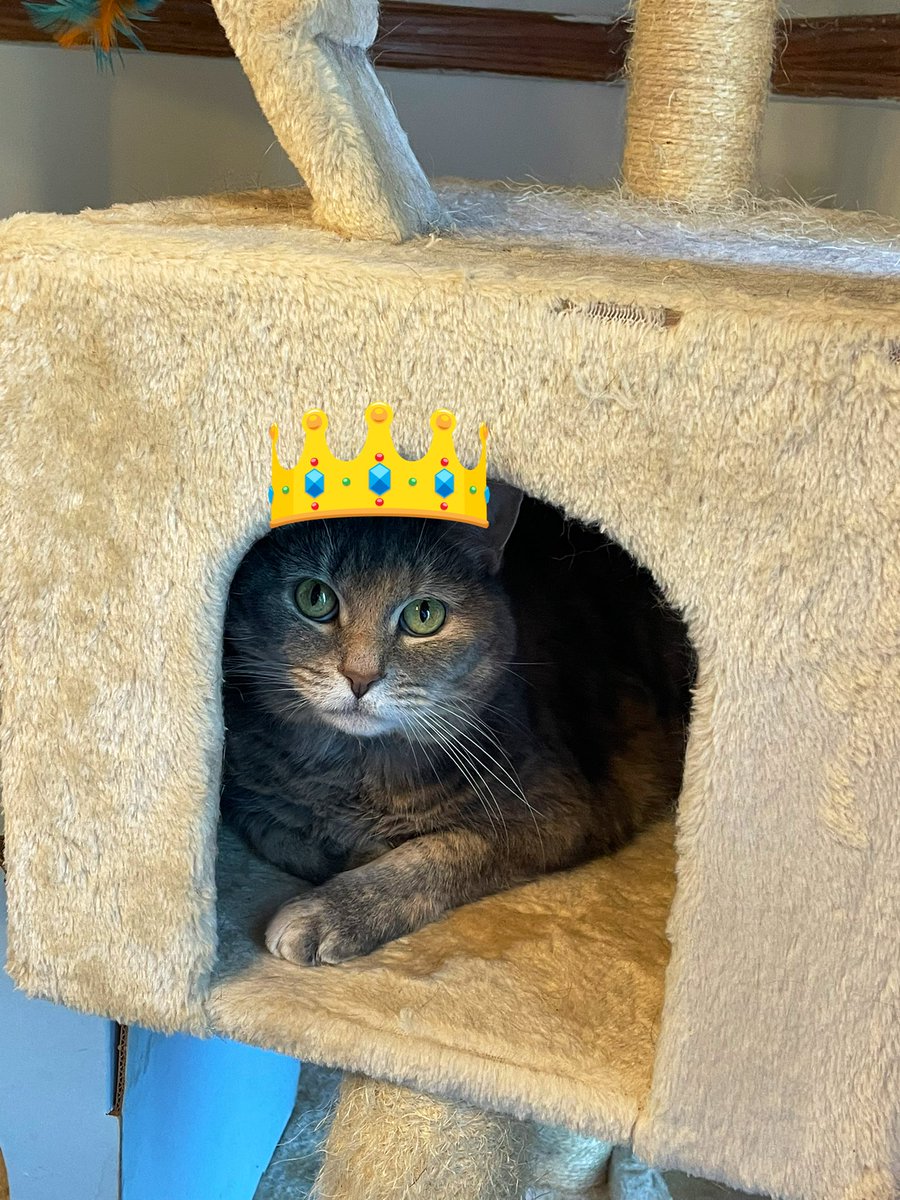 Katts_Meows's tweet photo. @PascoSheriff #9pmroutine all locked 🔒 up and safe in Garner, NC 🤗👍🏼Have a wonderful evening everyone! #JoyHope🐾 https://t.co/KY26mdsSZt