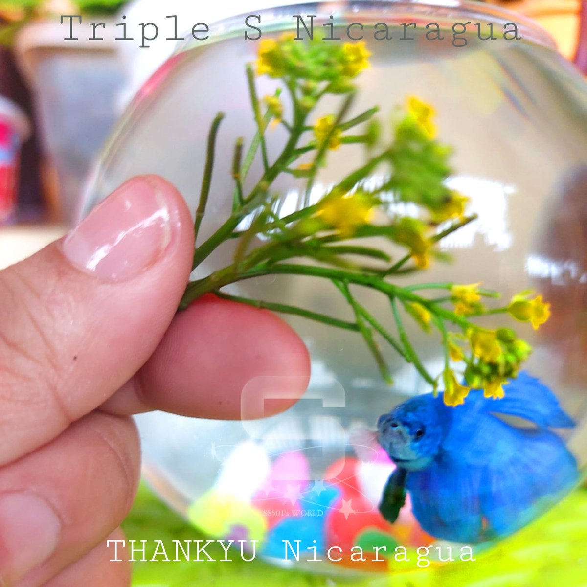 TriplesJade's tweet photo. #김규종_10THSOLODEBUT
#THANKYUNICARAGUA
🍃SS501🍃
🌟🌟🌟🌟🌟
🥀24/7 from Monday to Sunday night
우리와 함께 행복할거야
#TRIPLES #TRIPLESNICARAGUA #THANKYU #HENECIA #YES #JUNIQ #KAZOK
#ss501 #도블에스오공일 https://t.co/oa7NqxwbbG