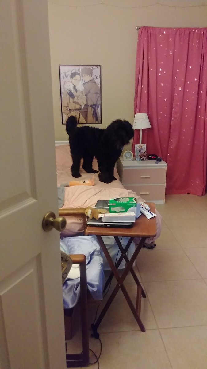 princessharumi_'s tweet photo. I don't think you're supposed to be up there sir https://t.co/f7puMiUKeN