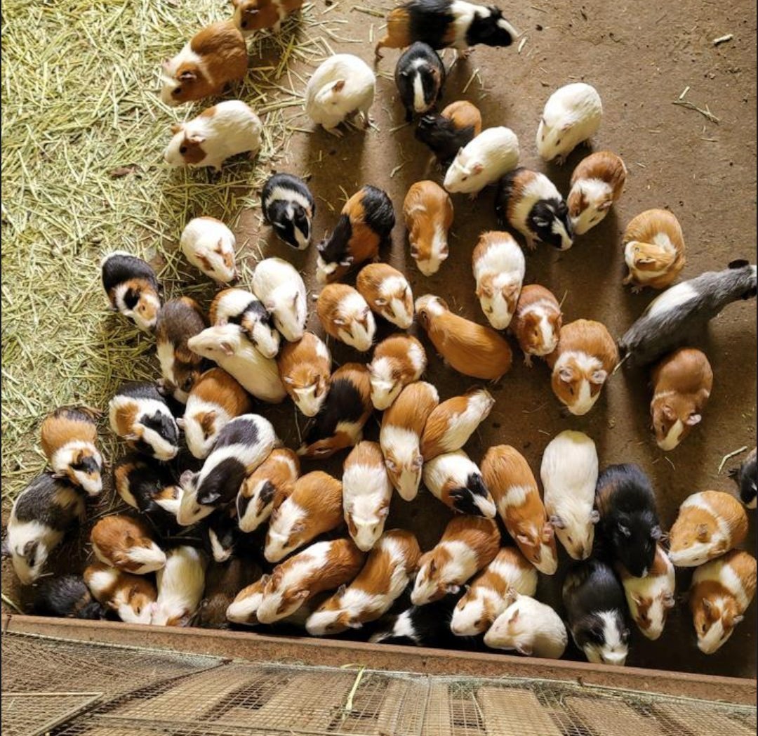 dayoffsy's tweet photo. [210318] 🥭

there are a lot of guinea pigs 
duck

#상연 #SANGYEON https://t.co/uUeGnwM5sv