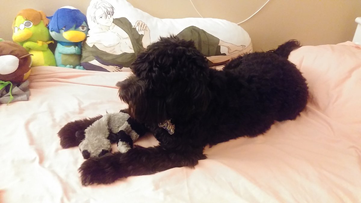 princessharumi_'s tweet photo. Please don't put your gross, dirty raccoon on my bed please 😭 https://t.co/0vgjtHqZEK