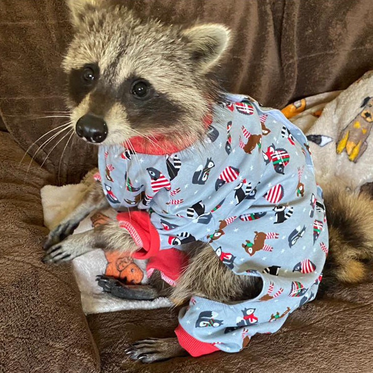 BateiaPdf's tweet photo. The amount that I like Raccoons https://t.co/uh7j14jpwe