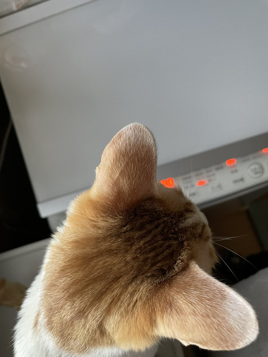 Top Tweets For 癒し猫 Instalker