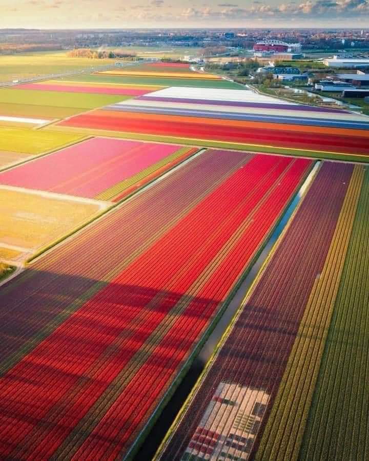MaiFPy's tweet photo. Holanda en temporada de tulipanes se transforma en un tapiz multicolor 🌷👨🏻‍🌾 https://t.co/f6bCIO7lLX