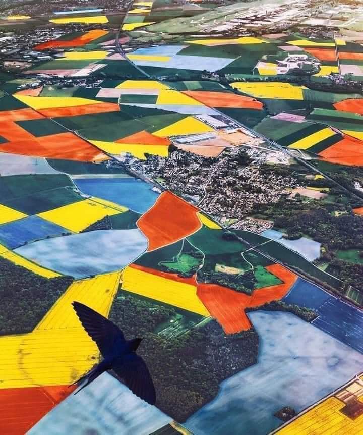 MaiFPy's tweet photo. Holanda en temporada de tulipanes se transforma en un tapiz multicolor 🌷👨🏻‍🌾 https://t.co/f6bCIO7lLX