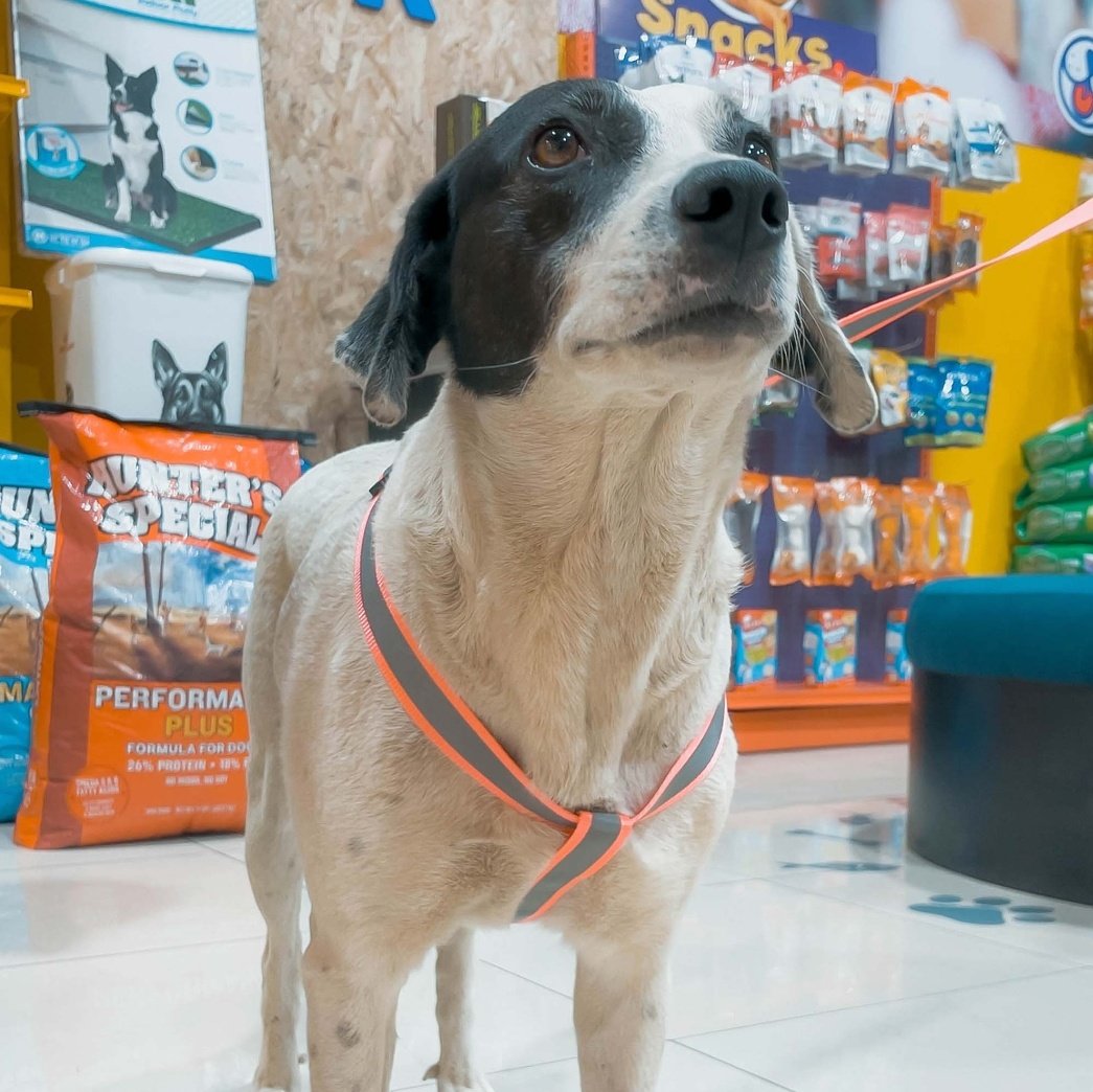 InterplazaXela's tweet photo. ¡Hola! ¡Hoy necesitamos de su ayuda! 😢 
#Manchitas, nuestra perrita está desaparecida.  Ella sale cerca de Interplaza Xela, a hacer sus rondas en las mañanas, pero hoy no ha regresado. La hemos buscado y estamos muy preocupados. 

Si alguien la ha visto hoy, nos podría escribir, https://t.co/Avlwc7mC3Z