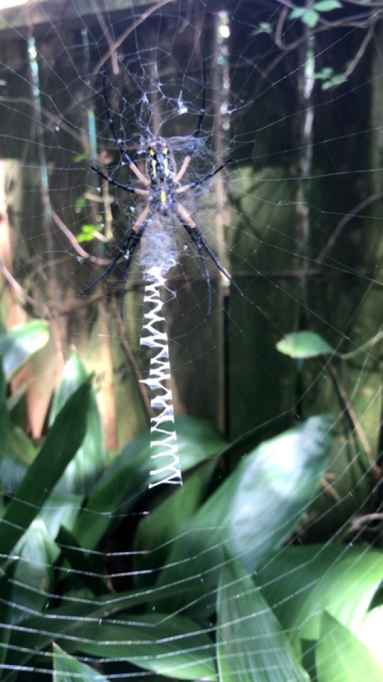 GanjaGrrl's tweet photo. Check out the #writingspider I found outside my back door !! https://t.co/8ArSR1GWe5