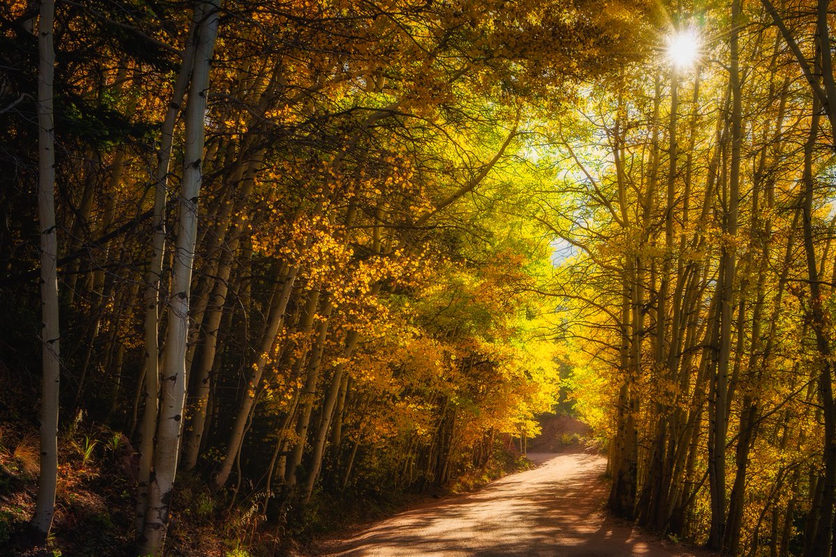 ChadGilbertPhot's tweet photo. Autumn Aspens, Boreas Pass, CO
I love this time of year.  The crisp air, the smell and the sound of the breeze as it rustles the Aspen leaves.

Be sure to visit https://t.co/Mc5FdVUp5f!

#photography, #photo, #landscape, #aspen, @coloradotography, @natgeoyourshot https://t.co/tSfZ88Ha0S