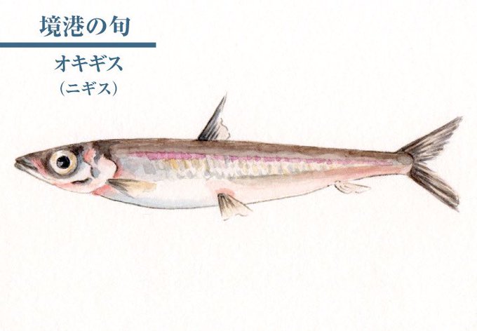 鱚のtwitterイラスト検索結果