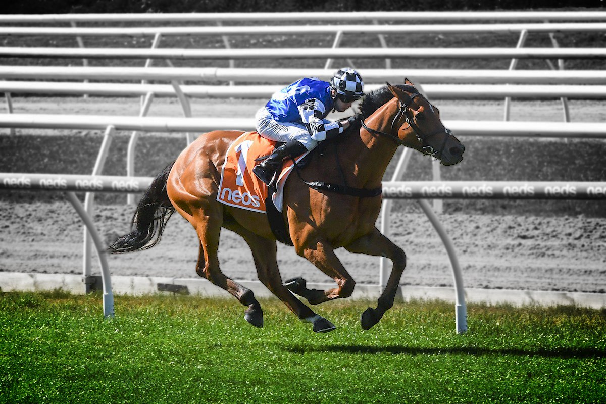 ausbloodstock2's tweet photo. HERMAN HESSE gets a nice ride from Josh Richards at Mornington yesterday to win in dominant fashion πͺ
π @cmaherracing
πΈ @Racing__Photos
π Winners page π
https://t.co/k9TacxJm3s
#AustralianBloodstock #ImportSuccess https://t.co/9P7hZm5ZVe