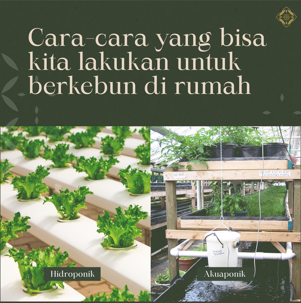arvinpratama__'s tweet photo. Suka bertani tapi tidak punya halaman di rumah? Home Farming bisa loh jadi solusinya. Tinggal tempel deh tanaman di tembok, atap carport, rooftop, pot dan jadi deh.

@LPDP_RI 

#SwasembadaAngan
#lpdp_ri
#IndonesiaTumbuhIndonesiaTangguh
#DiriUntukNegeri
#AkuPastiMengabdi
#PK175 https://t.co/rmOOL5vCap