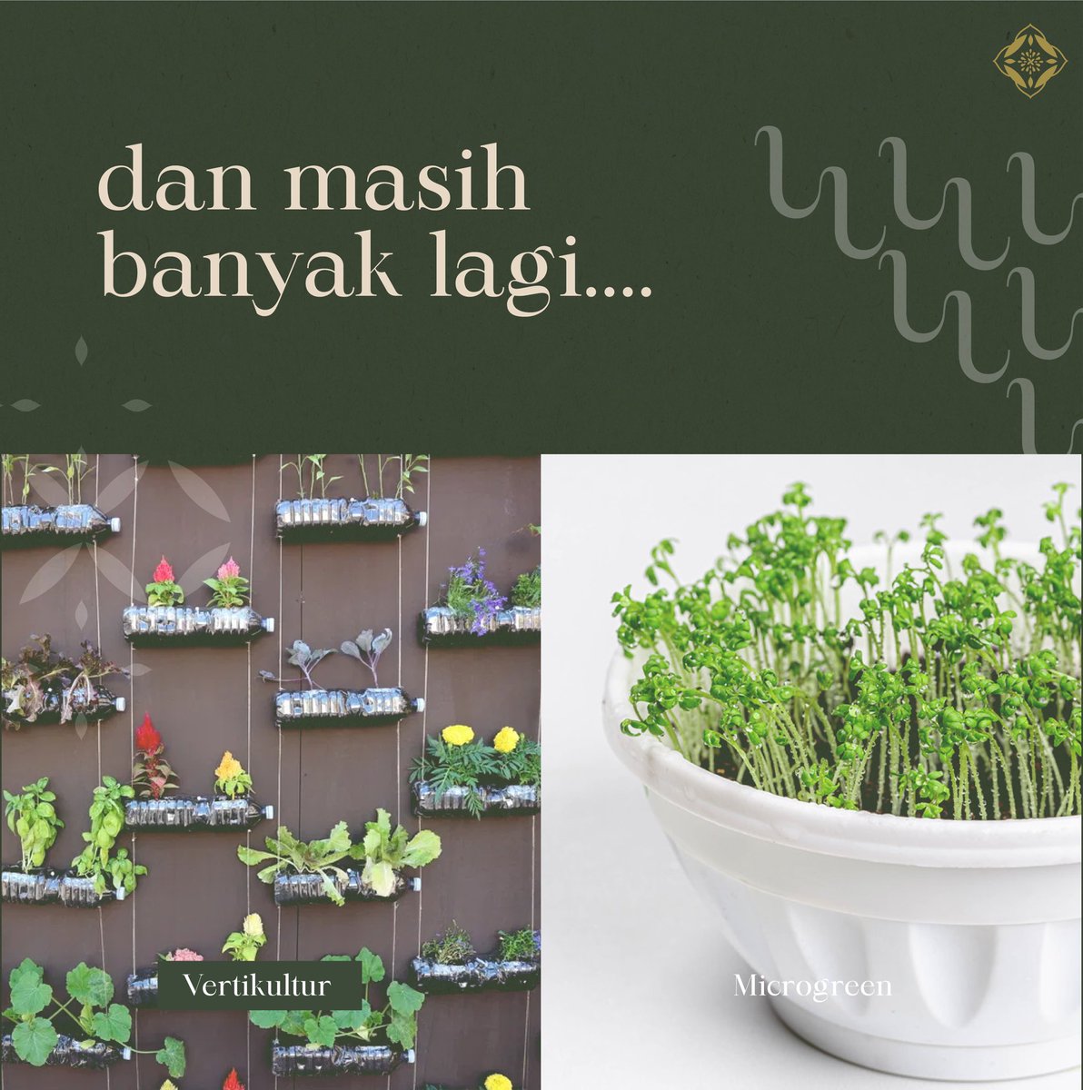arvinpratama__'s tweet photo. Suka bertani tapi tidak punya halaman di rumah? Home Farming bisa loh jadi solusinya. Tinggal tempel deh tanaman di tembok, atap carport, rooftop, pot dan jadi deh.

@LPDP_RI 

#SwasembadaAngan
#lpdp_ri
#IndonesiaTumbuhIndonesiaTangguh
#DiriUntukNegeri
#AkuPastiMengabdi
#PK175 https://t.co/zvhNHJRBRx