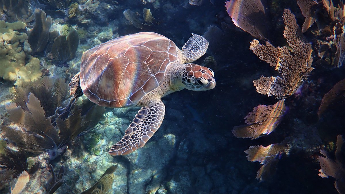 morgans202's tweet photo. It's always a special day when you are graced by the presence of a #turtle #LooeKeyReef #FloridaKeys https://t.co/oXrWdZwyz6