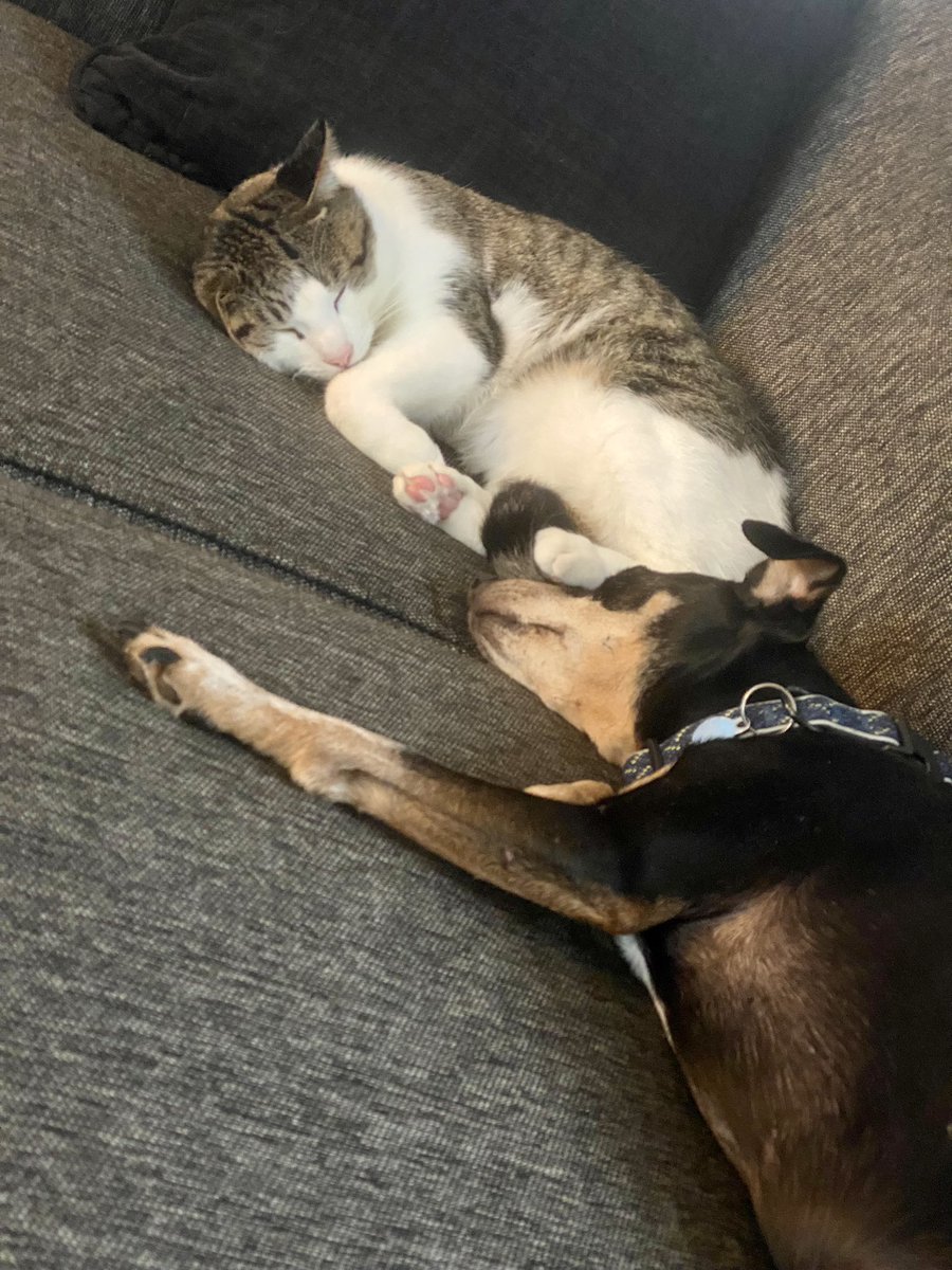 Save_Ferris_Fan's tweet photo. @thegoodgodabove Here are our two rescues. 💜 https://t.co/qx5roT4lZx