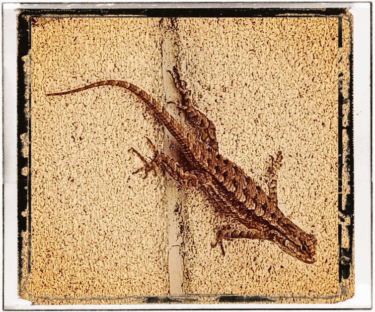 RealJoAnnBush's tweet photo. My #Insta Pg has turned into an Album of #Lizard π¦ Pics! haha, ugh! π
Are you still seeing #Lizards π¦π¦ in the #Fall π, too? π€
Pic: #JamminJo / #JoAnnBush 2021 πΈ
#LosAngeles #CA #LizardsOfTwitter π¦π¦ #optoutside #Reptiles #LizardLover #LongTail #TreeAnimals #Nature https://t.co/xamaD4YAL2