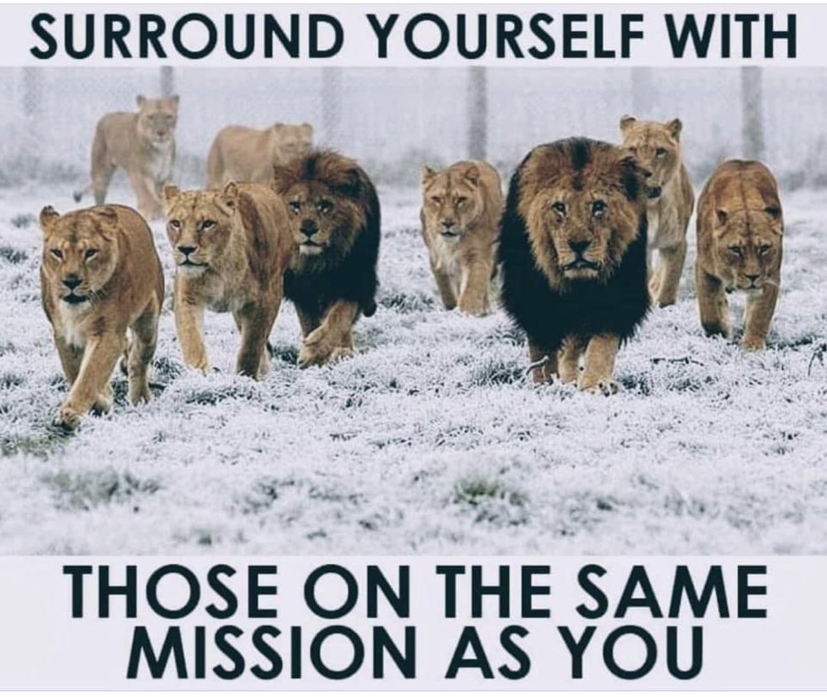 S Greenland tweet media