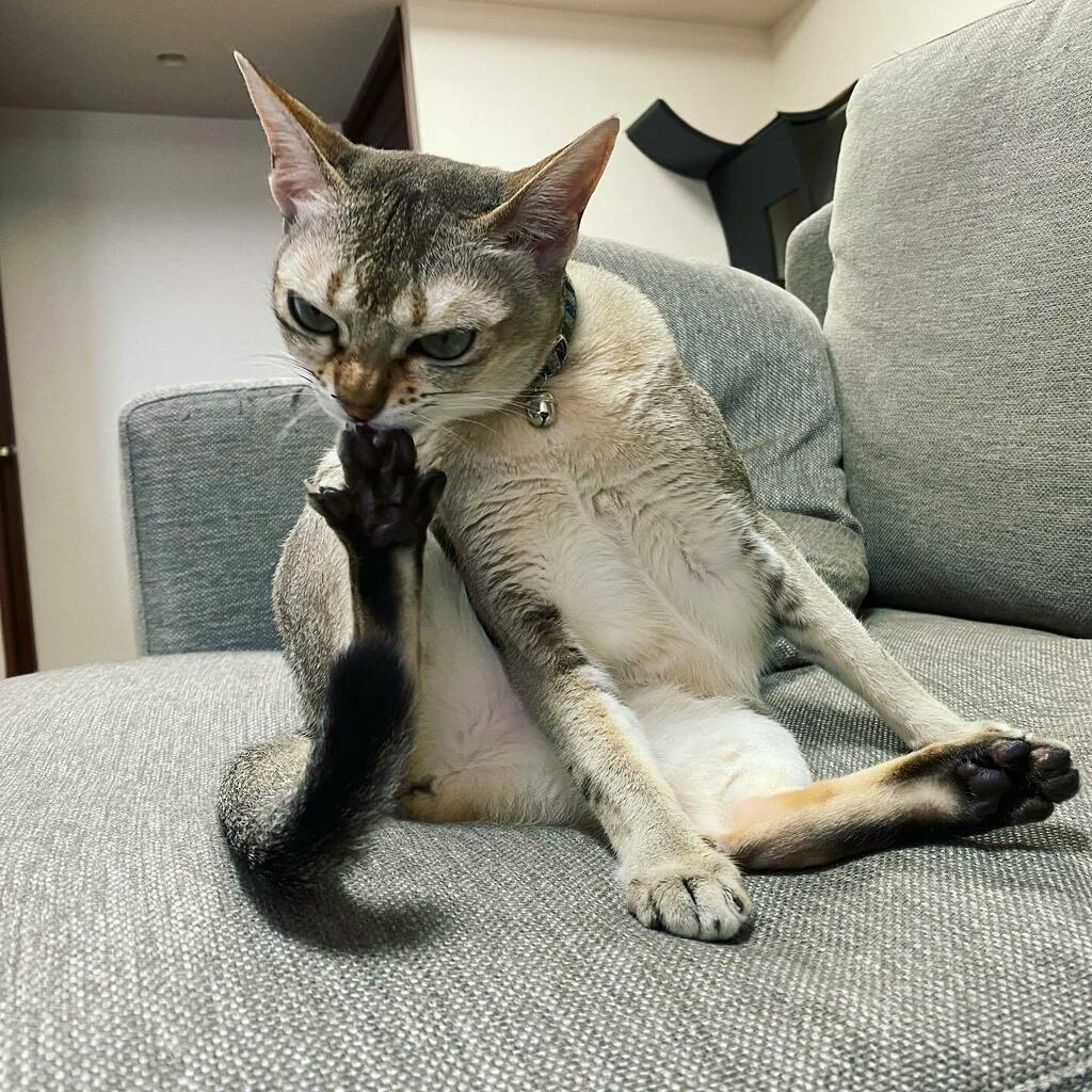 kowagari's tweet photo. 爪かじるときめちゃめちゃ指を広げるマン

#シンガプーラ #ねこすたぐらむ #singapura #singapuracat #catstagram ⠀
 #cat #chat #katze #猫 #고양이 #gato #mushuk #Кошка #γάτα #pusa #แมว #बिल्ली #gatta #chatte https://t.co/OJFqyzPMLa https://t.co/jc13jyQh3X