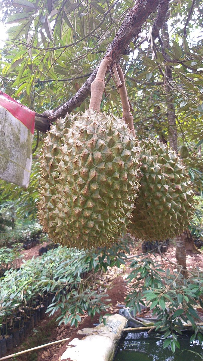 BibitIbram's tweet photo. Durian bawor kemranjen https://t.co/IMyk40cM7I