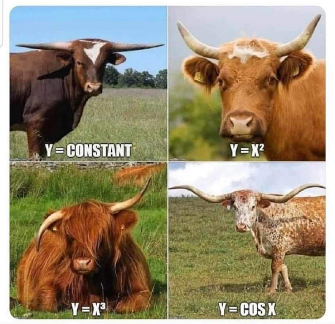 UniverCurious's tweet photo. Cowlegbra https://t.co/jWP3bo4VfE