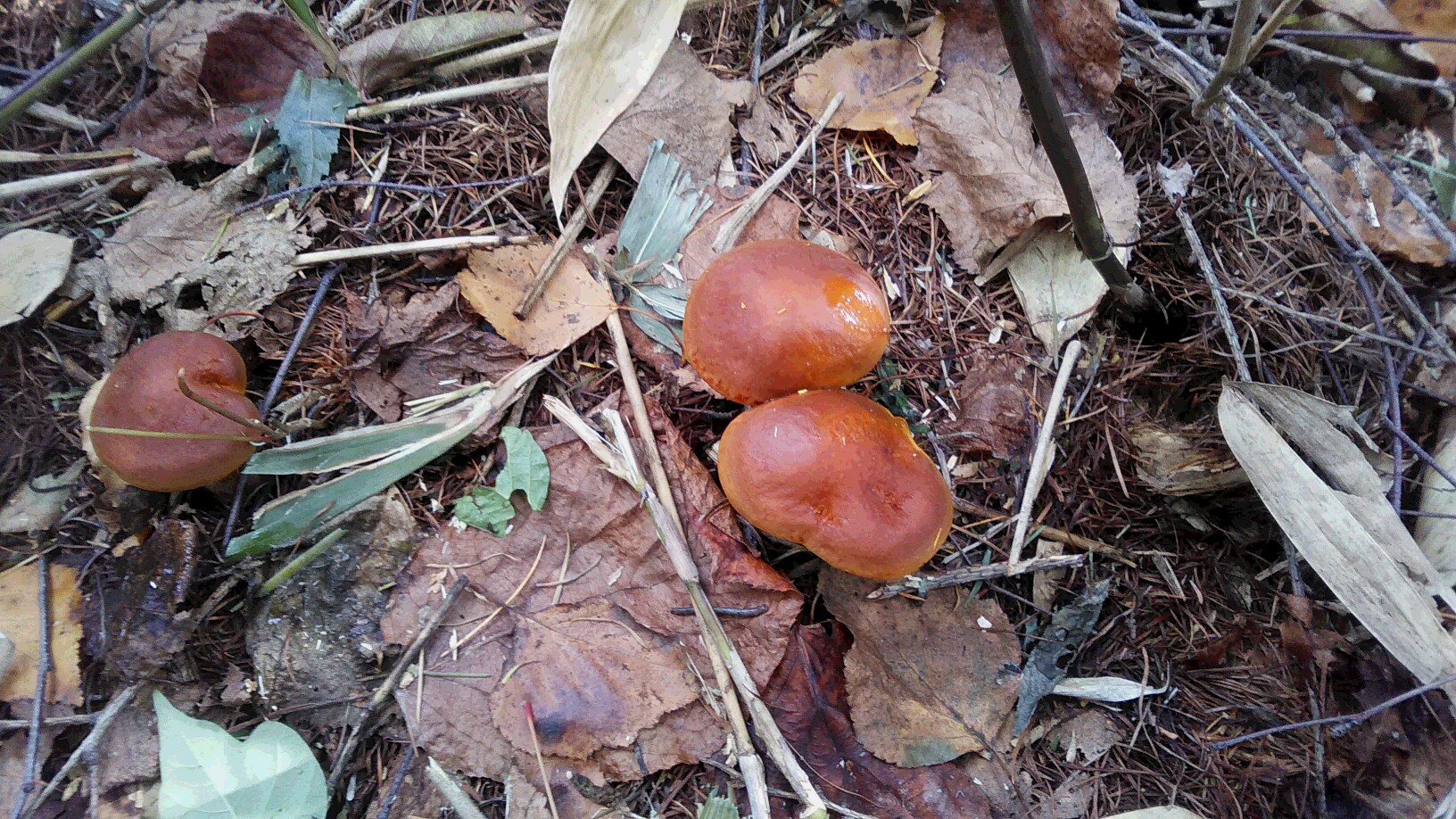 ウサギアイナメ ハナイグチ 道民大好きラクヨウキノコ T Co T49ilaaz44 Twitter