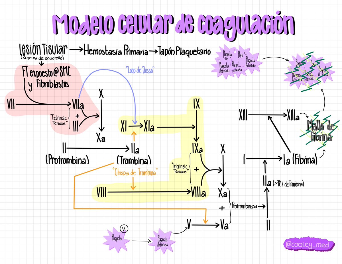 Cooley_Med's tweet photo. El modelo celular de la coagulación nos ayuda a entender la hemostasia secundaria in vivo, a diferencia de la cascada de coagulación tradicional que se refiere a un contexto in vitro.
#cardio #coagulacion https://t.co/Oy0Uuy78V3