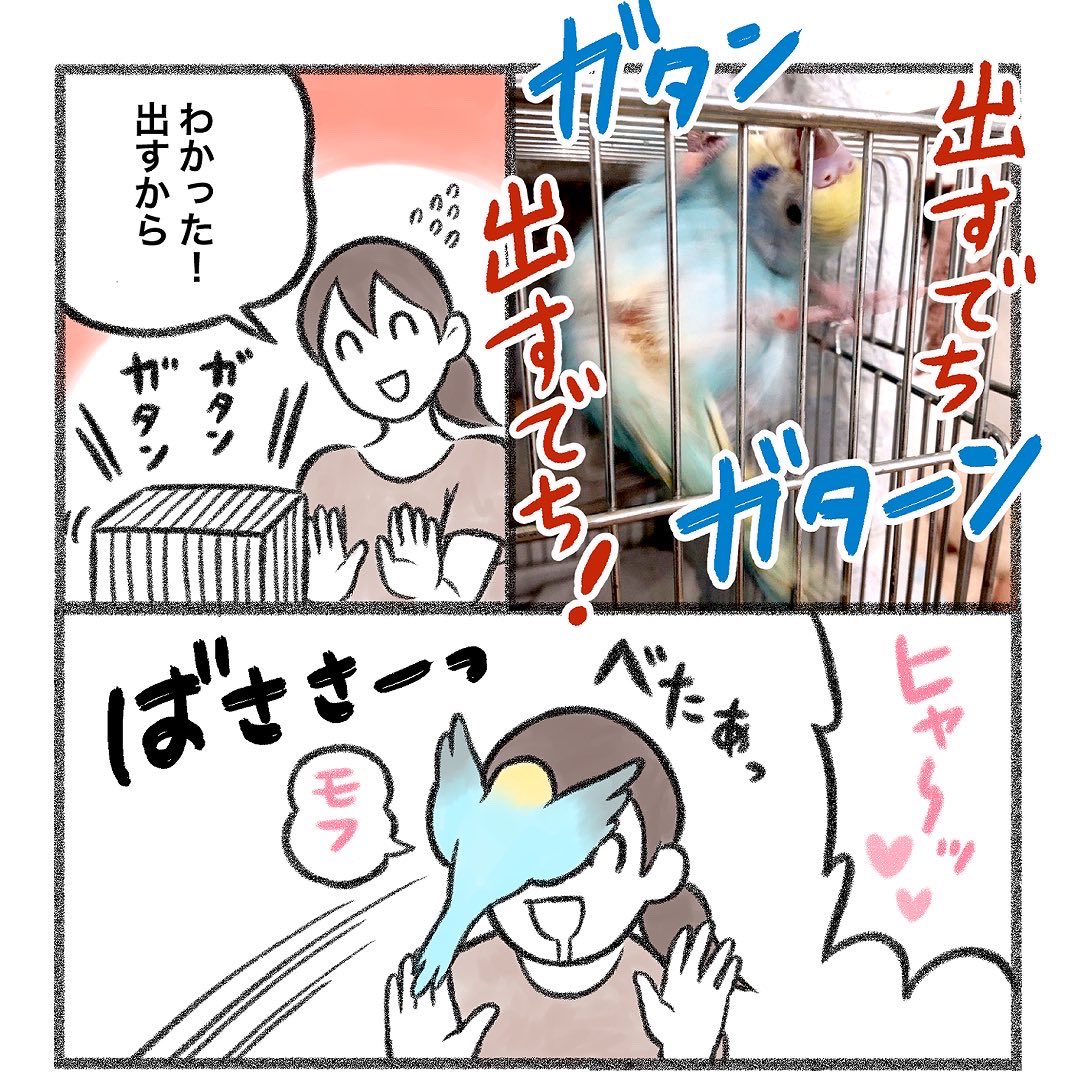インスタにインコ漫画をアップしました🦜⤴️

メルちゃんはカゴにいるのが大きらい😳🦜
続きはこちらから↓↓💁‍♀️
https://t.co/muk4jzyROb 