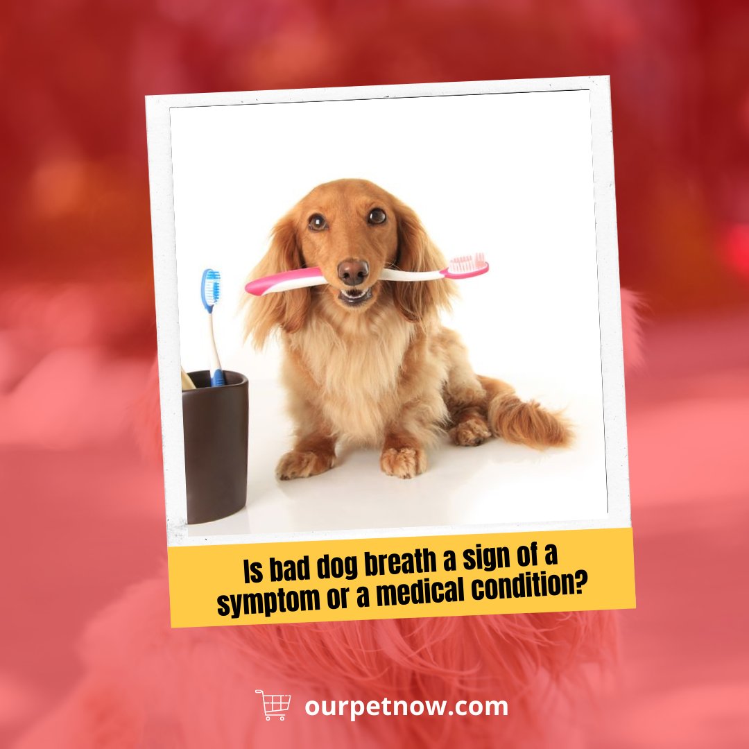 OurPetNow's tweet photo. Depending on what it smells like, stinky dog breath can be both a symptom and a medical condition.

Read more: https://t.co/BoMkezoBSD

#ourpetnow
.
.
.
#doglovers #doglove #dogs #dogcare #organicdogsupplies #petcare #petcareneeds #dogfood #baddogbreath https://t.co/tAgoBl5wGs