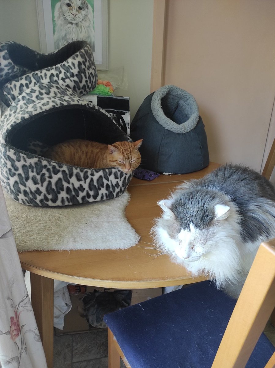 scruffkit's tweet photo. On dis #KittyLoafMonday you can seeings one loaf still bakings an one loafs out to cool!
#FIVCatClub #AussieCatsOfTwitter https://t.co/e6JXEKqBuO